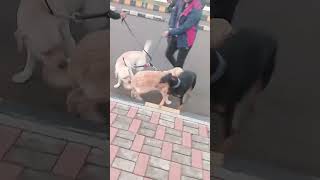 the dogs funn 🐶 #trending #viral