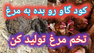 تولید خوراک رایگان برای دام و طیور و میلورم از کود گاو