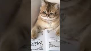 funny cats cute cats videos 13#shorts #funny #cat #cute #cats #kitten #funnycats #animals #pets #dog