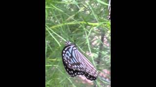 Blue Glassy Tiger feeding on fake dill