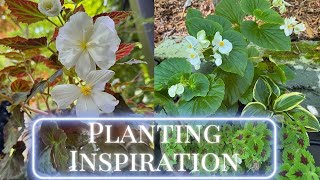 Planting Inspiration! Begonia / Coleus / Hosta!