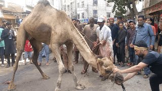 Khatarnak Ountni Ki Qurbani 2023 I CAMEL QURBANI 2023