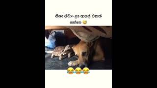 Super funny videos.. Must watch this Video#funnyvideo #shorts #viral #viral #animals #trendingvideo