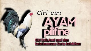 AYAM PHILIPINA, KELEBIHAN, CIRI FISIK SERTA ASAL USUL