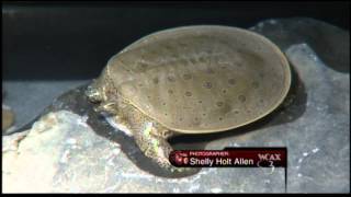 WCAX Spiny Softshell Turtle PKG 11/9/12