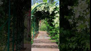 Bogainvillea vine entrance gate#bogainvillea#vine#perfect vine for home entrance#shorts