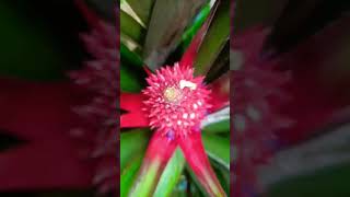 pineapple fruits # fruits #video ❤️❤️🍍🍍#video