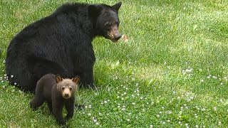 Bear Simone and Crew — Mom! Snack Time!