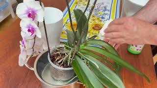 Weekly Orchid Care