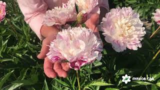 Candy Stripe peony. Кэнди Страйп пион. Пулков сад (2022 г)