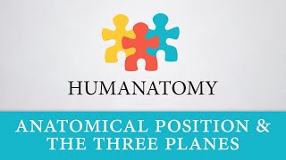 Anatomical Position and The Three Planes