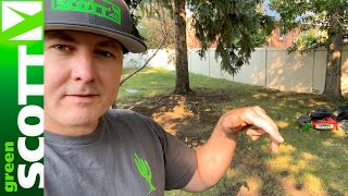 Seeding Lawn & Top Dressing Lawn, Why my lawn is dying? Just figured it out. Part 3