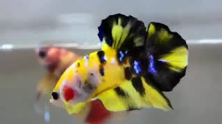 HMPK GALAXY YELLOW KOI  (Sire)