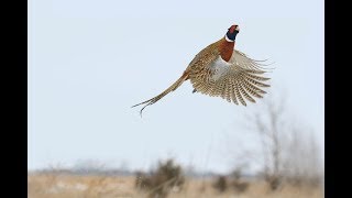 Охота на фазана. Pheasant hunt