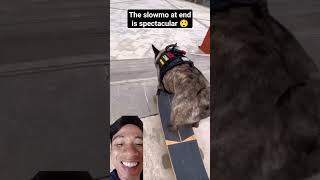 This Skating Dog Made My Day 🥰😁 #shorts #skatingdog