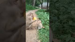 VID20241112172207 monkey play