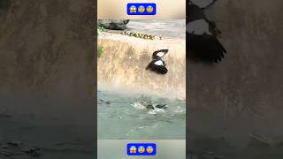 OMG! The duck was almost killed by a crocodile