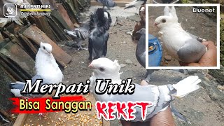 Merpatiku | Merpati Hias Tenyata Bisa Sanggan KEKET Juga