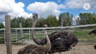 Funny young ostriches at Ketola Ostrich Farm in Finland