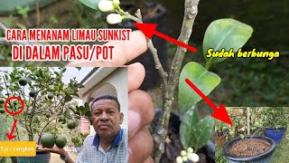 CARA MENANAM LIMAU SUNKIST DI DALAM PASU/POT