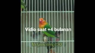 Lovebird Green Fischeri usia -+ 4 bulan.