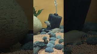 Brichardi cichlid | Brichardi cichlid tank | Brichardi cichlid breeding #aquarium #cichlid #shorts