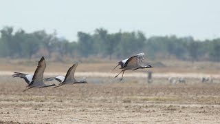 Exploring the Enchanting World of  Demoiselle Cranes near Tal Chappar Sanctuary #relax #relaxing