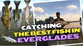 Catching the best fish in Everglades is SUPER EASY!?