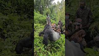 Unbelievable Silverback encounter for my guests in the Jungle !!! #gorilla #animallover #animals