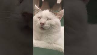 В Медитации #funnymoments #subscribe #funnyvideo #tiktok #юмор #animals #cat #cats #catshorts