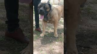 Teowulf is incredibly huge #boerboel #dog #shorts