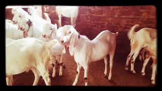 Asmi goat faram sojat pipar jodhpur rajasthan