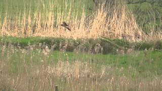 Montagu's Harrier