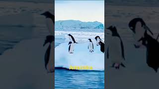 #antarctica #penguin #youtubeshorts 3