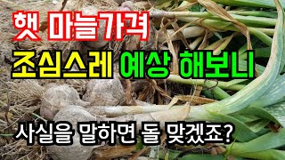 마늘가격 시세 조심스레 예상해 보니~아니길 바라며.