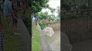 বন্যার পানিতে মাছ কীভাবে ভেসে আসছে নদীতে #video #fishing #fish #fishingmethod #fishingmethod #fish