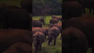 Big hearts paradise🐘🌴|Like & Subscribe #elephant #nature #like #subscribe #viralshort