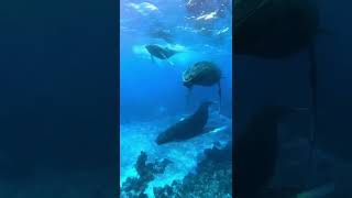 whale singing #shorts #ocean #fish #whale