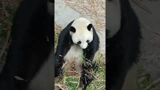 [Mr. Tapir] Bored panda eating grass