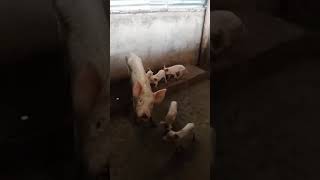 Sow and piglets