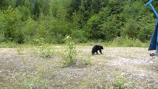 Jeanette's release in the Elaho June 2012