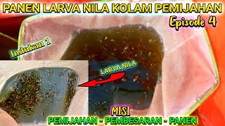 PANEN LARVA NILA DARI KOLAM PEMIJAHAN - Episode 4