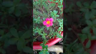 Time phool #shorts #reels #shortfeed #timephool #shortvideos #youtubeshorts #viral