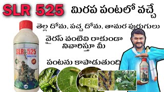 SLR 525 insecticides uses telugu/SLR 525 మిరప పంటలో వాడు విధానం #slr #525 #nelathallivlogs #gsp