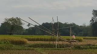 After harvesting paddy the beauty of agricultural land.