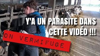 ESPÈCE DE PARASITE ! ou comment vermifuger les bovins 😜