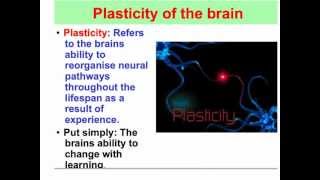 Plasticity of the brain - VCE Psychology