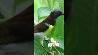 Purple rumped sunbird feeding the chicks #indianwildlife #canon #shorts #birds #feeding #nesting