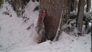 Bobcat eating deer leg