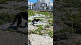 Cat riding in the beach#beach #povoadevarzim #youtubeshort #somghale #porto